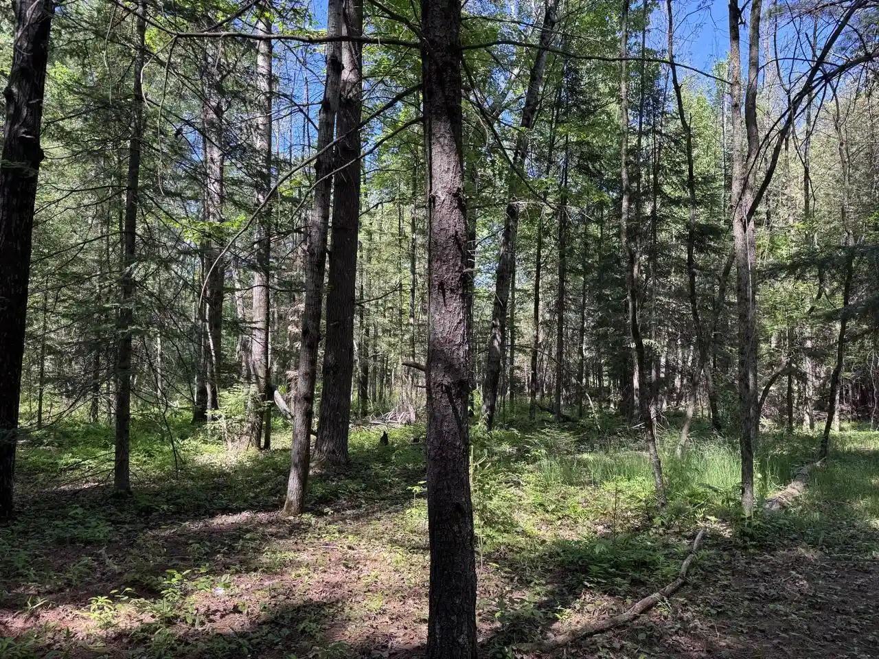 Homes for sale in Wausaukee, WI | 168ac Peterson Road Road, Wausaukee, WI 54177 | MLS# 1970067