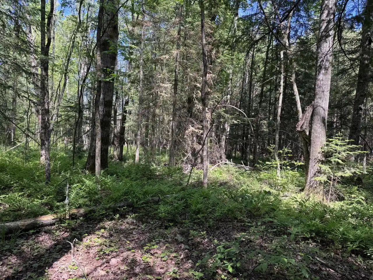 Photo 3 of Land for sale at 168Ac Peterson Road Road, Wausaukee, WI 54177 | MLS# 1970067 | Listing updated on 2026-07-22