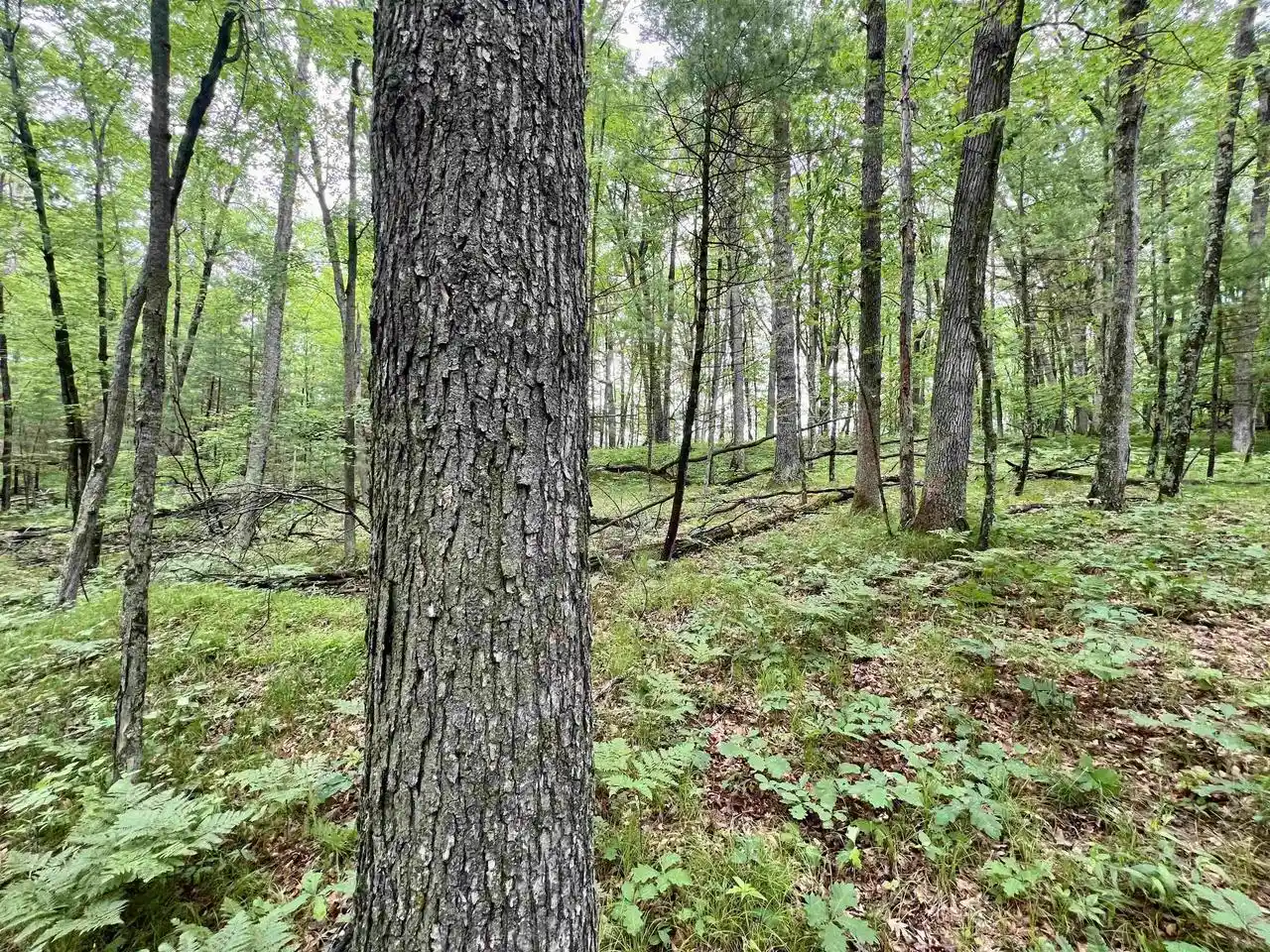 Homes for sale in Pound, WI | County P Road Road, Pound, WI 54161 | MLS# 50328664
