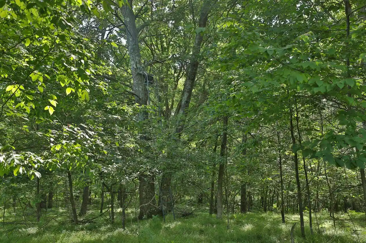 3rd image of 3885 Ac County Road E, Pittsville, WI 54466 | MLS# 2027821