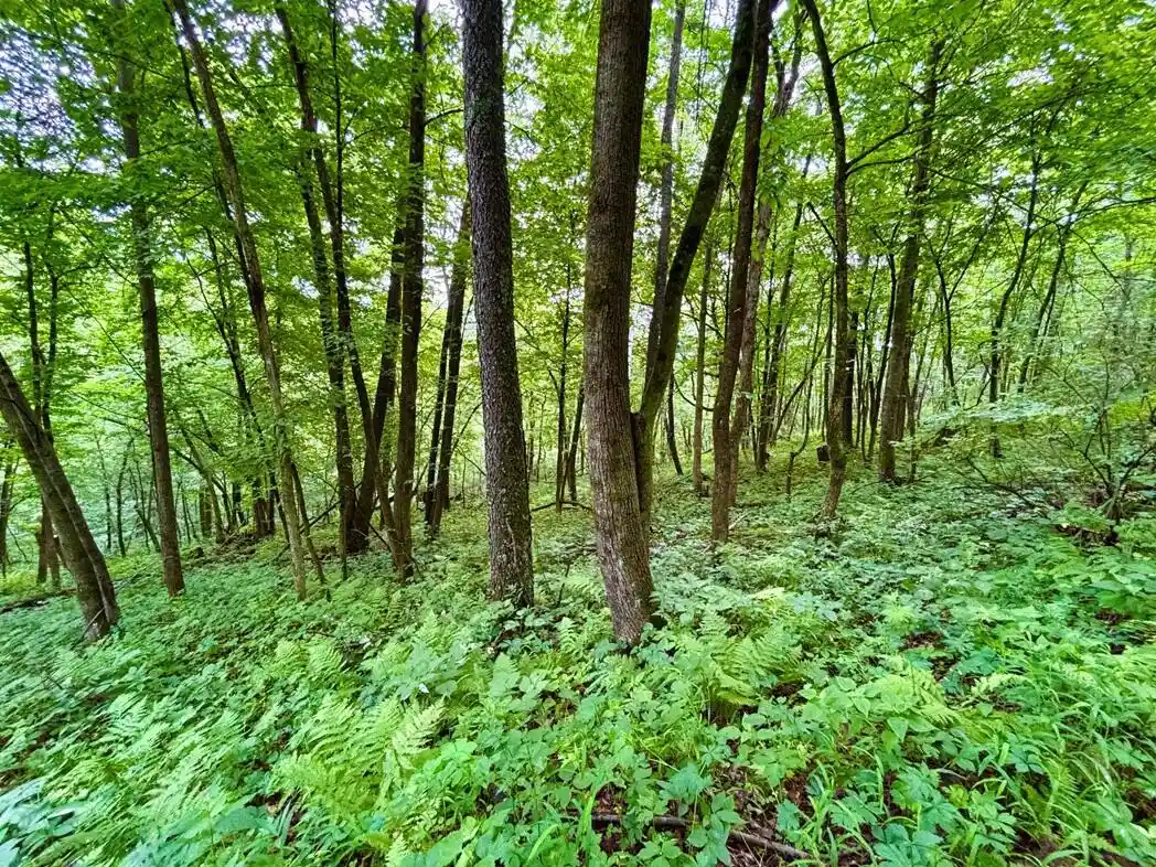 5th image of 0 Co Hwy 13, Houston, MN 55943 | MLS# 1971473