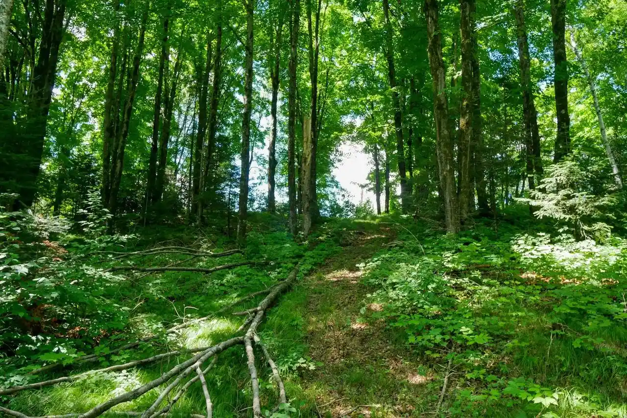4th image of N7541 Fischer Creek Road Road, Westboro, WI 54490 | MLS# 22603256