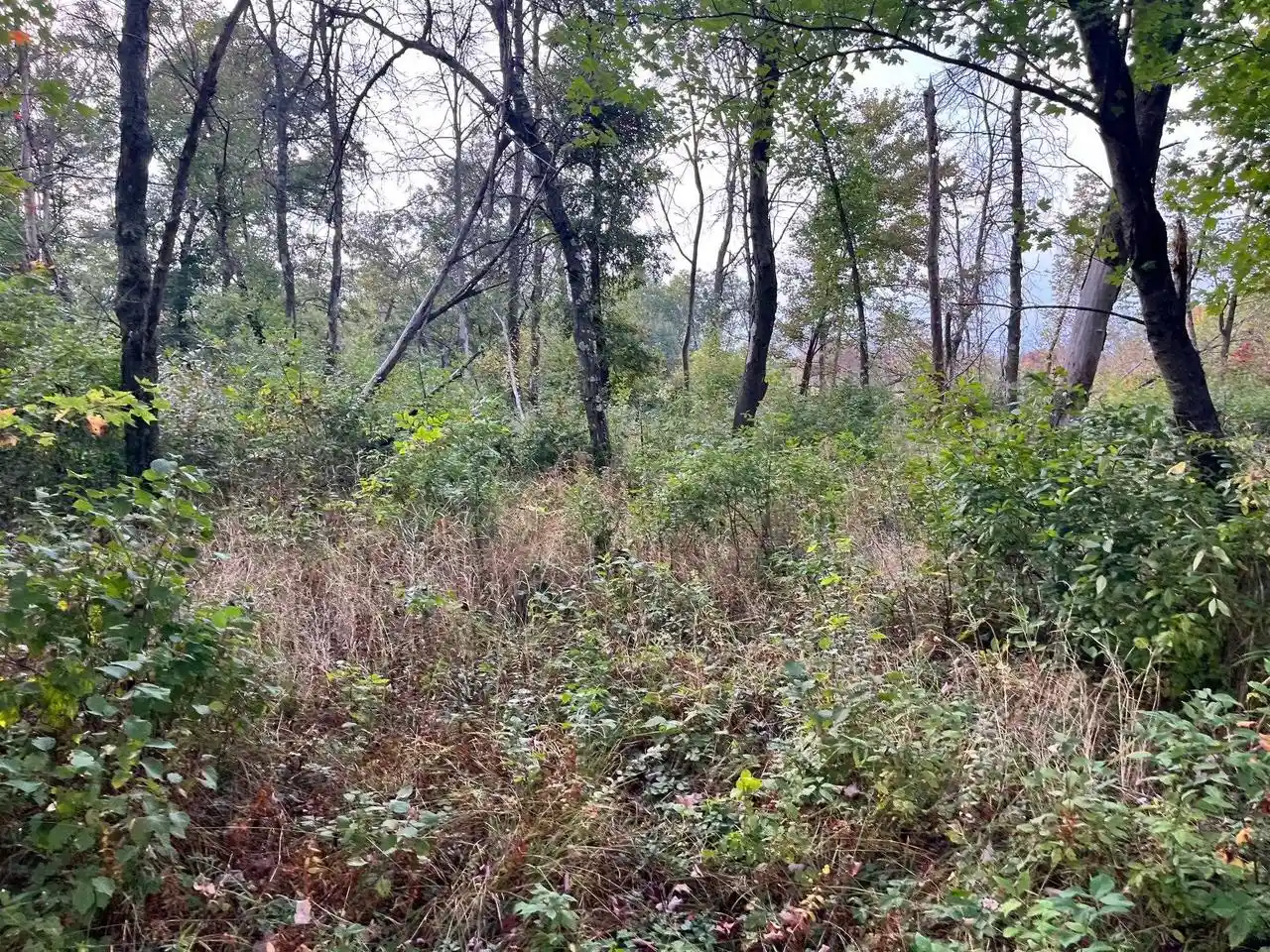 Photo 3 of Land for sale at 1193 Beaver Avenue Avenue, Nekoosa, WI 54457 | MLS# 2027967 | Listing updated on 2026-08-17