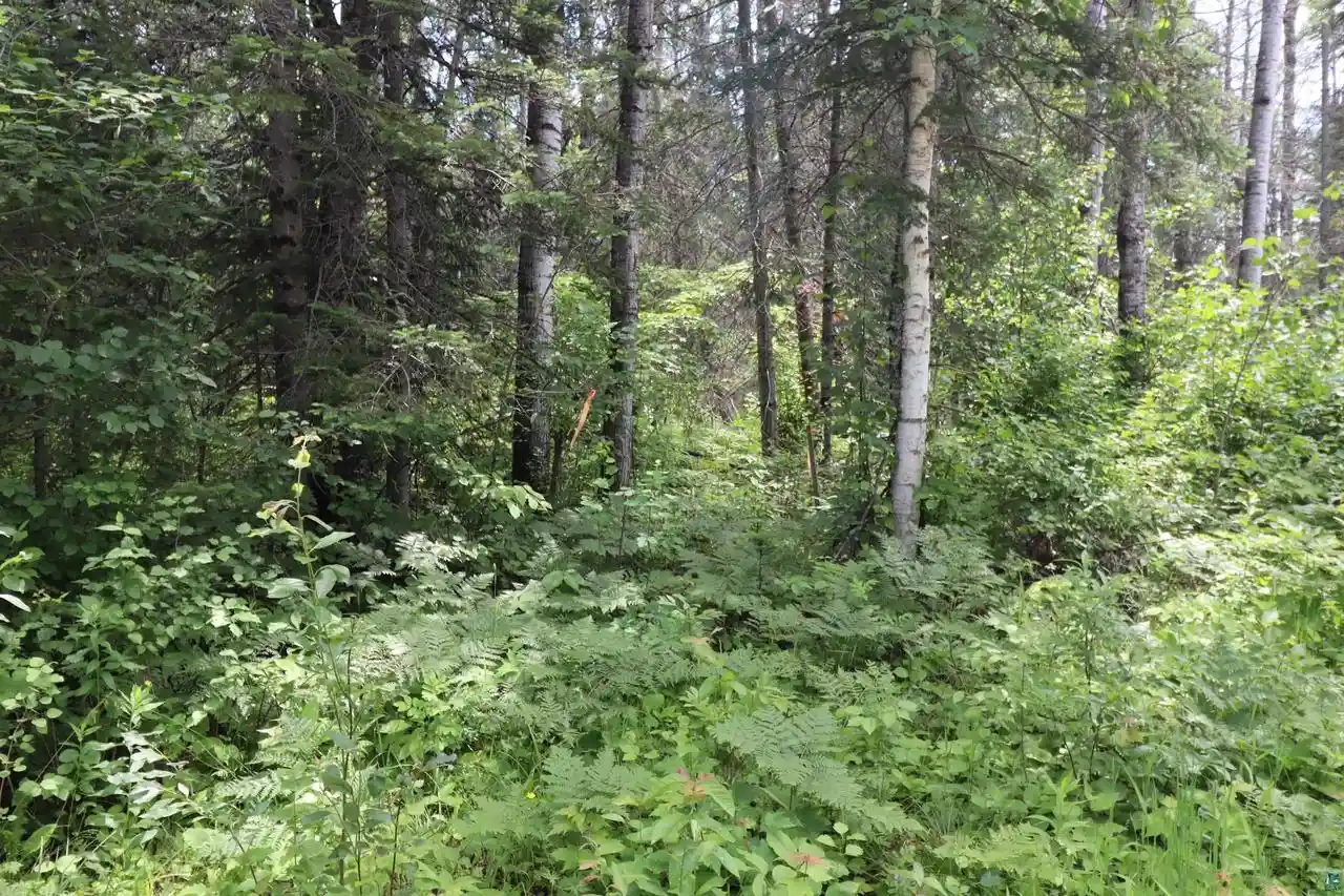 5th image of Lot 1 Campbell Rd Rd, Herbster, WI 54844 | MLS# 6126726