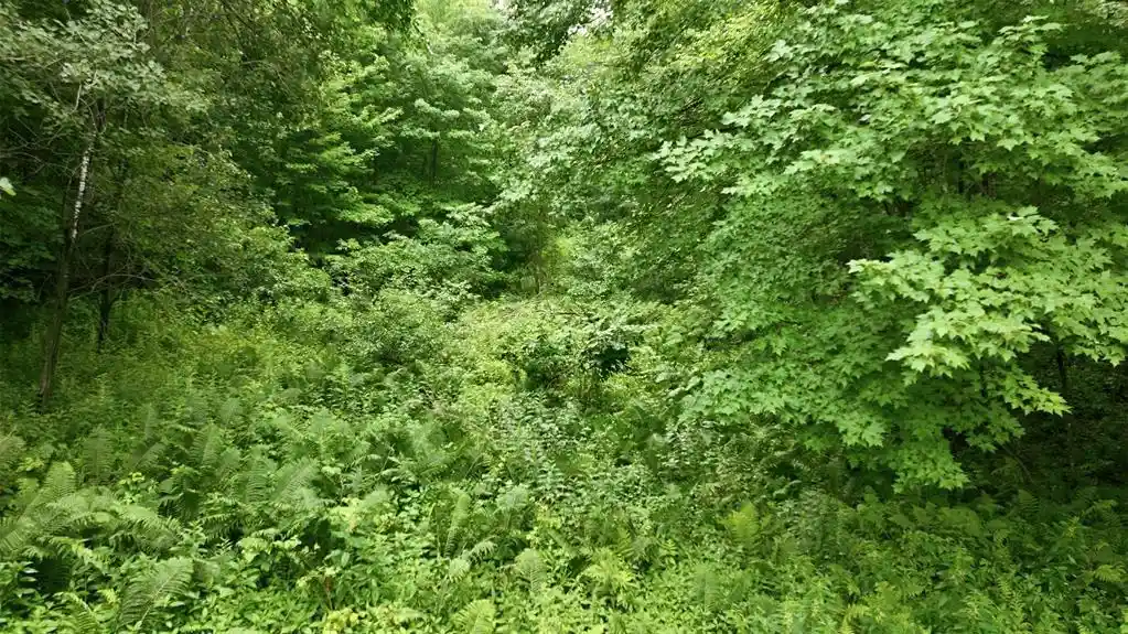 4th image of 40 Acres County Road S, Wheeler, WI 54772 | MLS# 1603118
