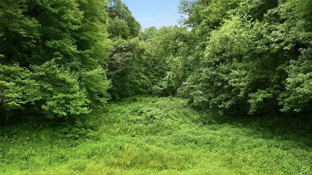 5th image of 40 Acres County Road S, Wheeler, WI 54772 | MLS# 1603118