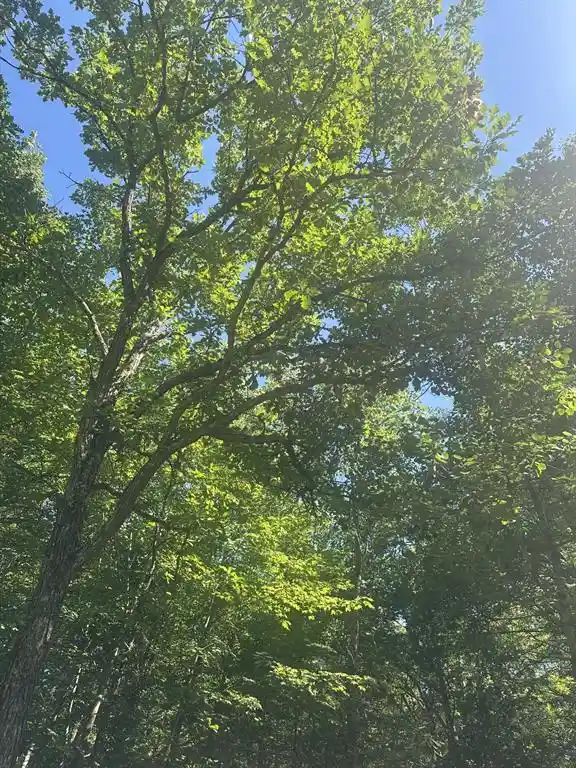 3rd image of Lot 1 271St Street Street, Holcombe, WI 54745 | MLS# 1603195
