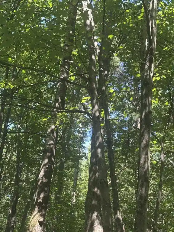 5th image of Lot 1 271St Street Street, Holcombe, WI 54745 | MLS# 1603195