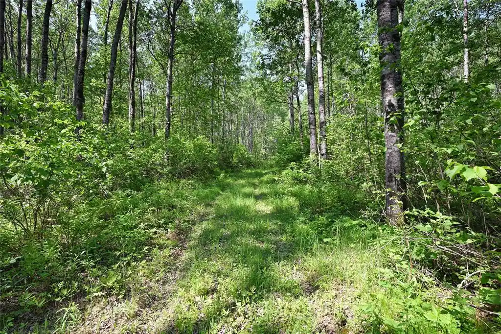 Photo 3 of Land for sale at 14195 & 14199 County Hwy M, Cable, WI 54821 | MLS# 1603280 | Listing updated on 2026-07-15