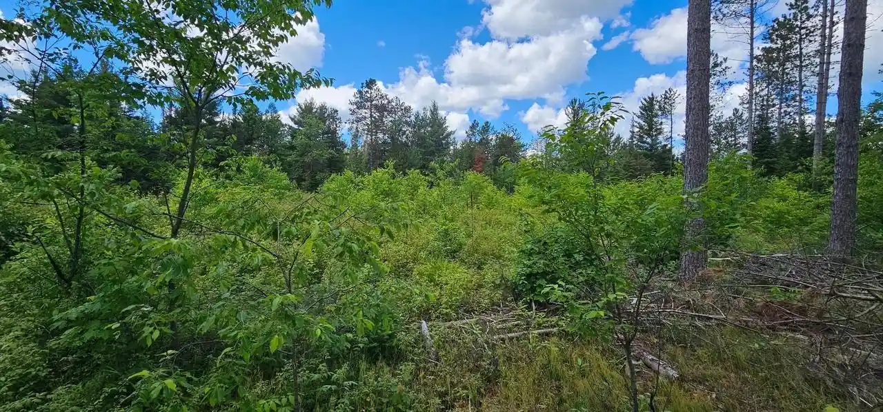 Homes for sale in Monico, WI | Lot 4 Baade Road Road, Monico, WI 54501 | MLS# 22603315