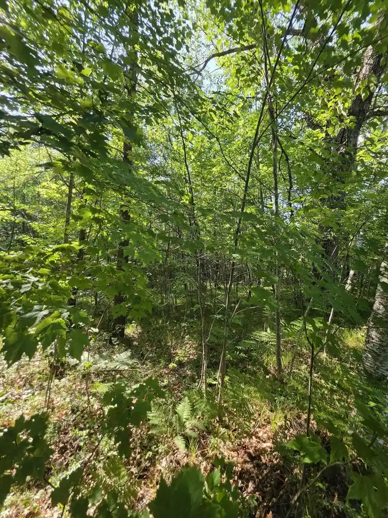 4th image of 155 Acres Oak Ridge Road Road #1.55 Acres, Amberg, WI 54102 | MLS# 1971790
