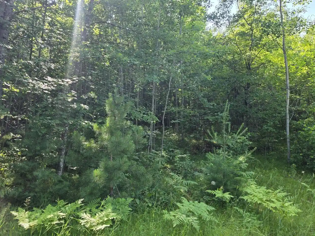 6th image of 155 Acres Oak Ridge Road Road #1.55 Acres, Amberg, WI 54102 | MLS# 1971790