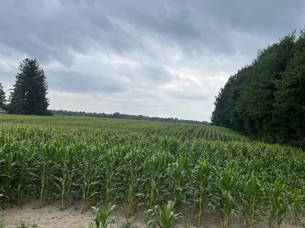Photo 2 of Land for sale at 15 Acres Deer Creek Lane Lane, Marathon, WI 54448 | MLS# 22603320 | Listing updated on 2026-07-30