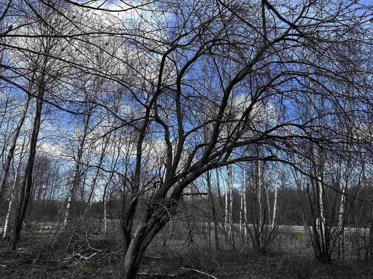 Photo 3 of Land for sale at 02 Hickory Road Road, Curtiss, WI 54422 | MLS# 22603327 | Listing updated on 2026-07-16