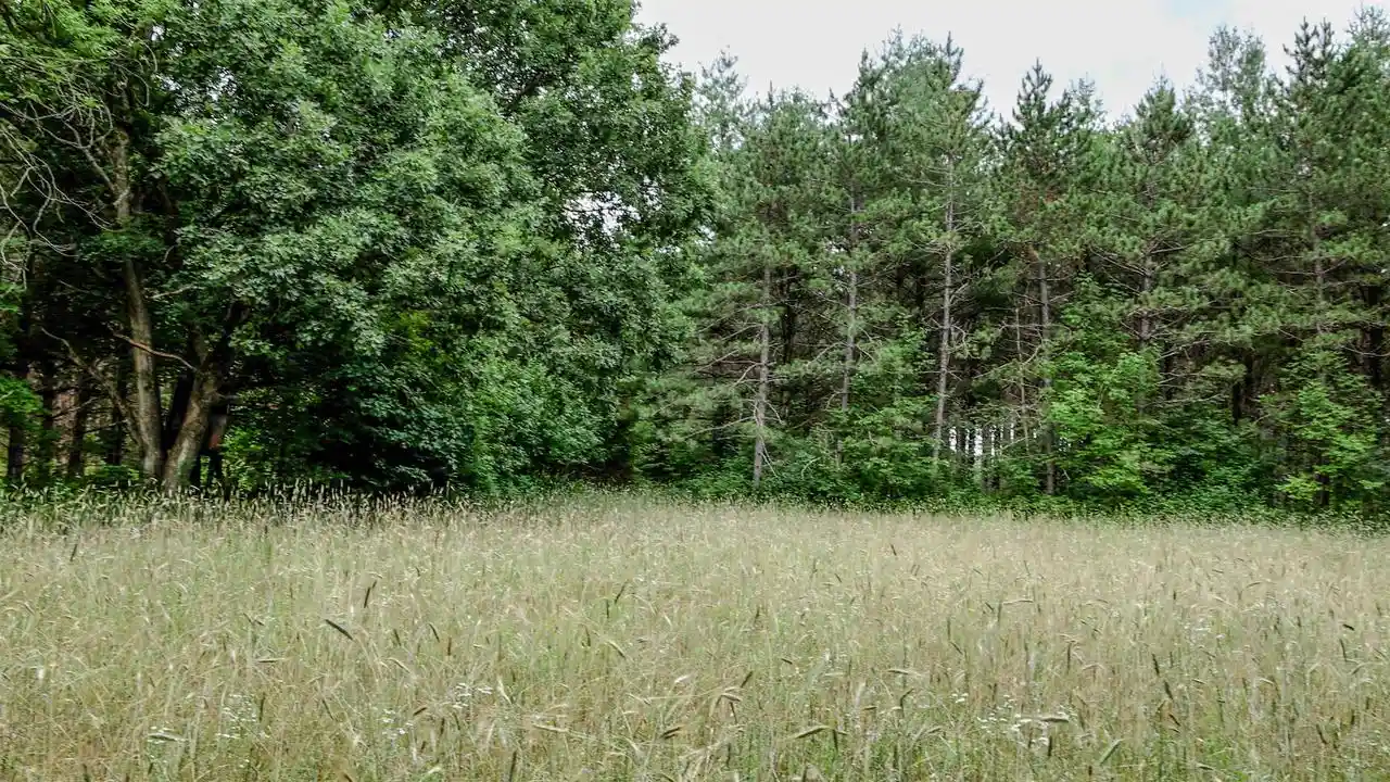 21st image of Boelter Road Road, Iola, WI 54945 | MLS# 50329288