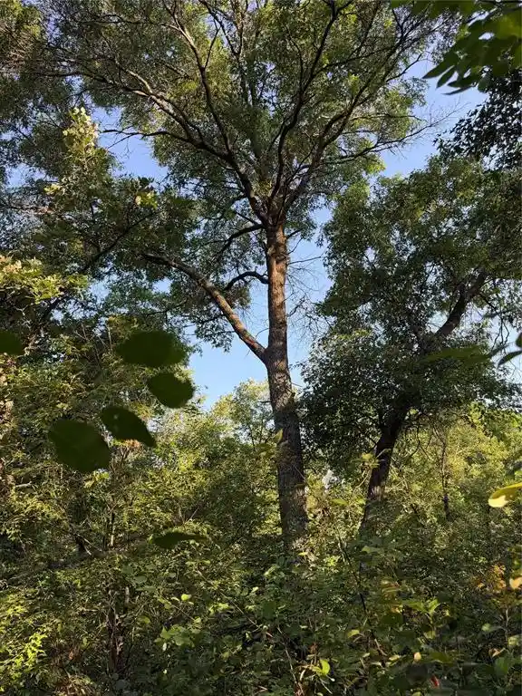 5th image of 00000 Volkmann Lane Lane, Grantsburg, WI 54840 | MLS# 1603383