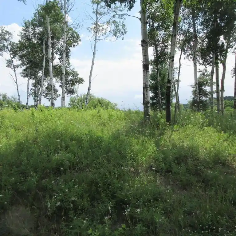 Photo 3 of Land for sale at Lot 13 516th Street Street, Menomonie, WI 54751 | MLS# 1603467 | Listing updated on 2026-09-16