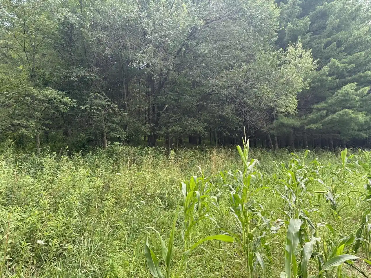 3rd image of E3835 Bad Axe Road Road, Viroqua, WI 54665 | MLS# 1973058