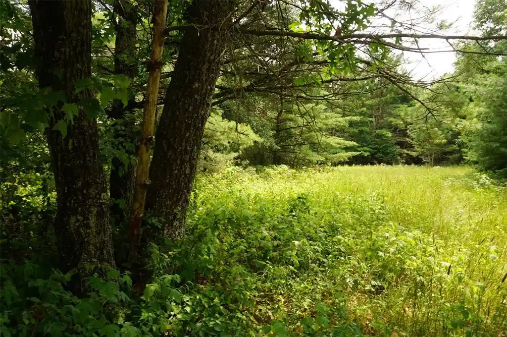 2nd image of N9105 Flood Road Road, Black River Falls, WI 54615 | MLS# 1603584