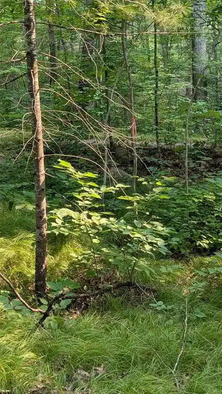 2nd image of Lot 4 County Hwy Cc, Couderay, WI 54828 | MLS# 1603366