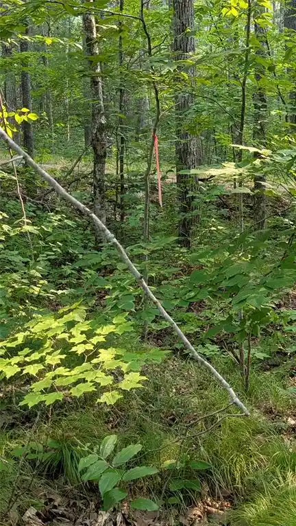 3rd image of Lot 4 County Hwy Cc, Couderay, WI 54828 | MLS# 1603366