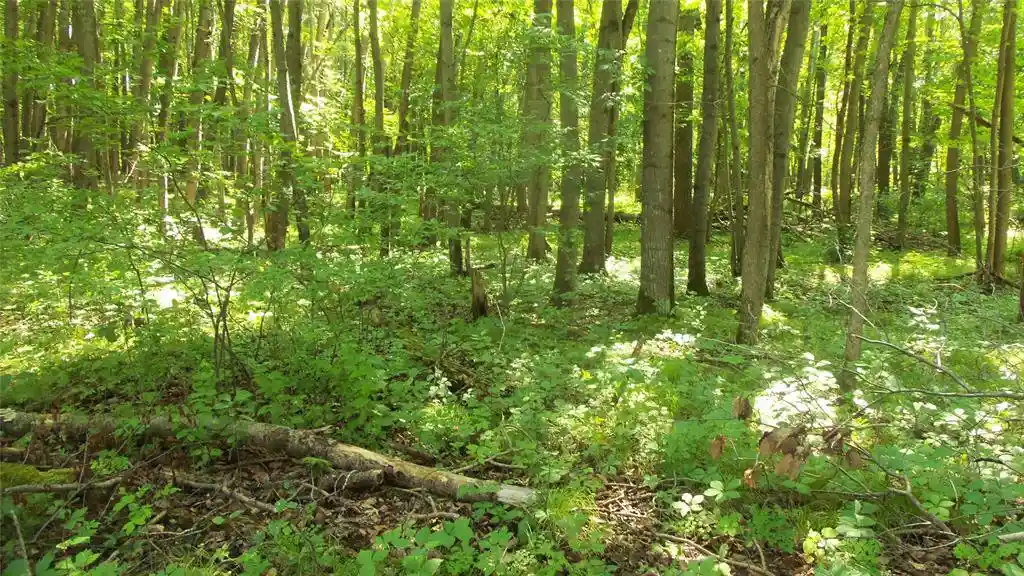 Photo 4 of Land for sale at Lot 5 Howard Johnson Trl, Siren, WI 54872 | MLS# 1603646 | Listing updated on 2026-09-14