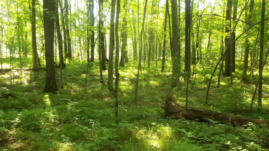 Photo 2 of Land for sale at Lot 4 Howard Johnson Trl, Siren, WI 54872 | MLS# 1603645 | Listing updated on 2026-09-14