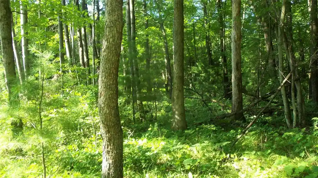 Photo 4 of Land for sale at Lot 4 Howard Johnson Trl, Siren, WI 54872 | MLS# 1603645 | Listing updated on 2026-09-14