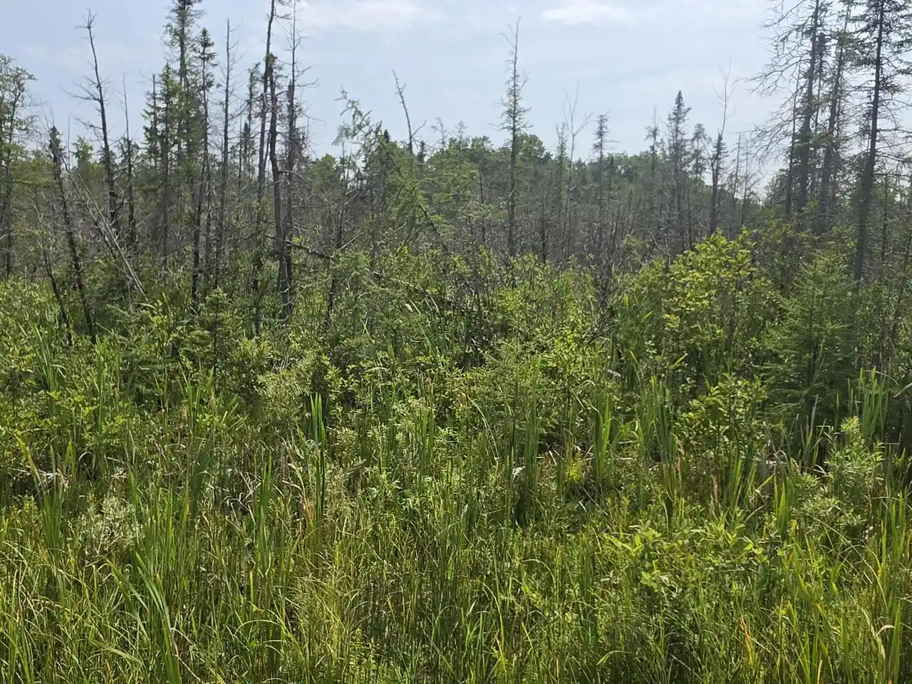 3rd image of 3099 Acre Broennenberg Road Road, Wausaukee, WI 54177 | MLS# 1973569