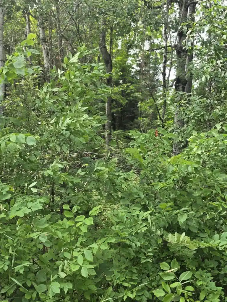 1st image of 3810 Acres Old Rail Road Road, Wausaukee, WI 54177 | MLS# 1973605