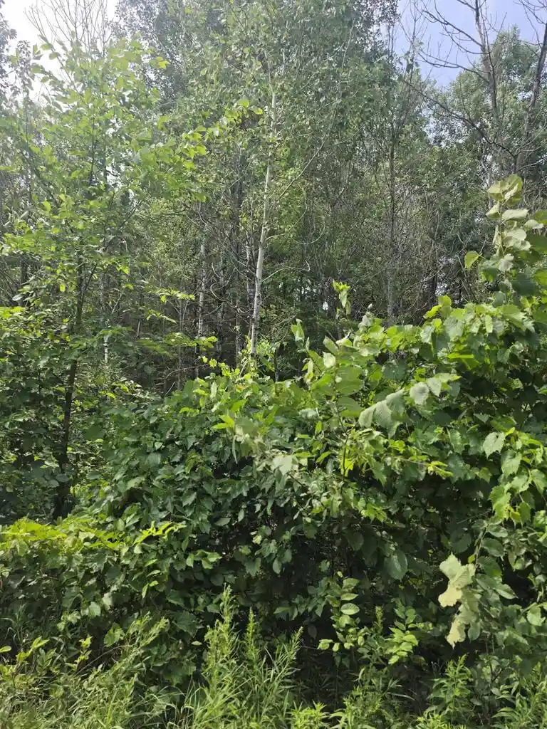 5th image of 3810 Acres Old Rail Road Road, Wausaukee, WI 54177 | MLS# 1973605