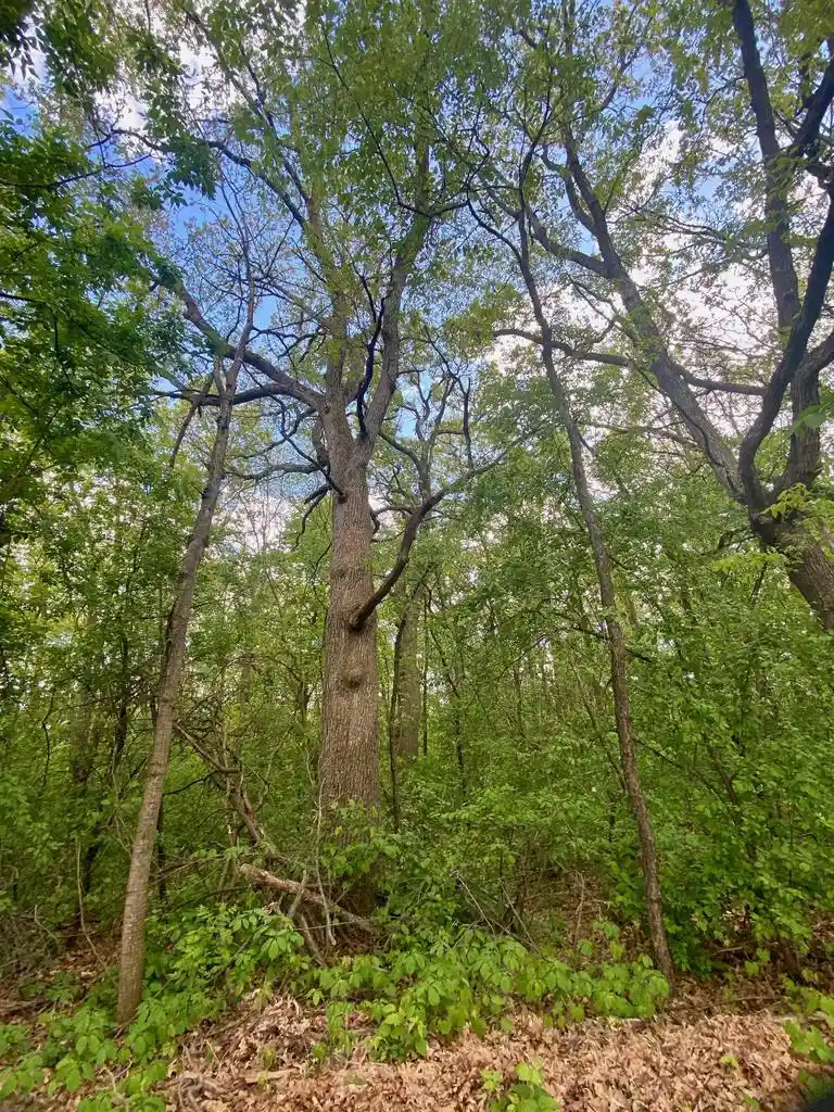 4th image of Hillside Dr Dr, Weyauwega, WI 54983 | MLS# 50329910