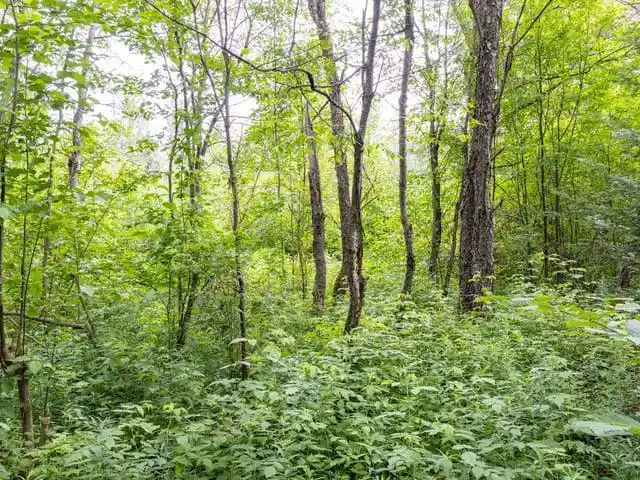Photo 2 of Land for sale at Ruth Road Road, Tripoli, WI 54564 | MLS# 50330172 | Listing updated on 2026-07-31