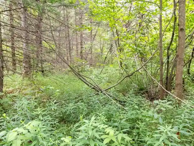 Photo 37 of Land for sale at Ruth Road Road, Tripoli, WI 54564 | MLS# 50330172 | Listing updated on 2026-07-31