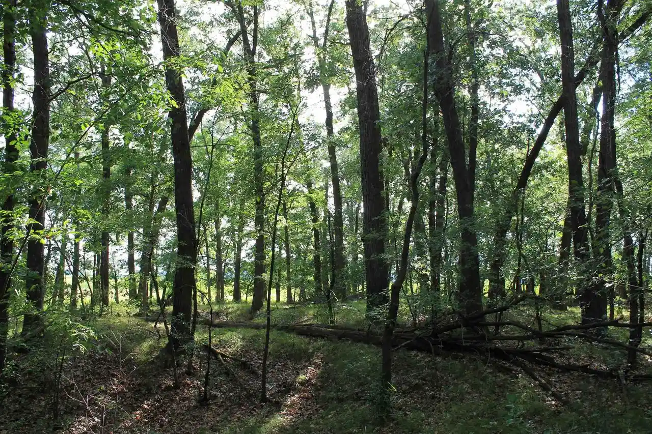Photo 4 of Land for sale at 34Th Road Road, Berlin, WI 54923 | MLS# 50330491 | Listing updated on 2026-10-02
