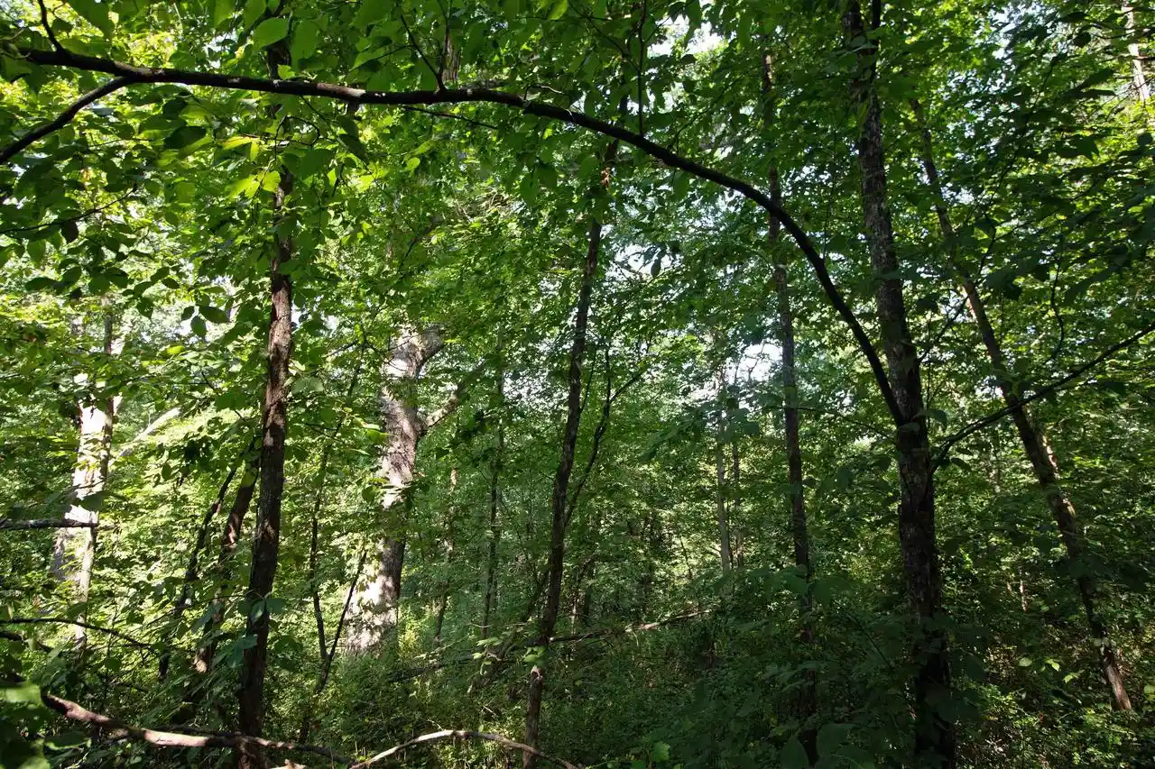 3rd image of 40 Acres County Hwy H, Ridgeway, WI 53582 | MLS# 2029816