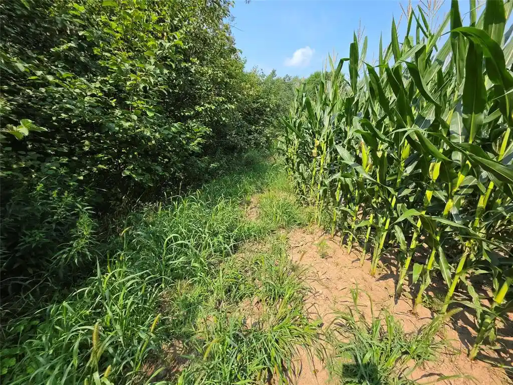 Photo 4 of Land for sale at 00 110Th Street Street, Frederic, WI 54837 | MLS# 1603850 | Listing updated on 2026-08-06