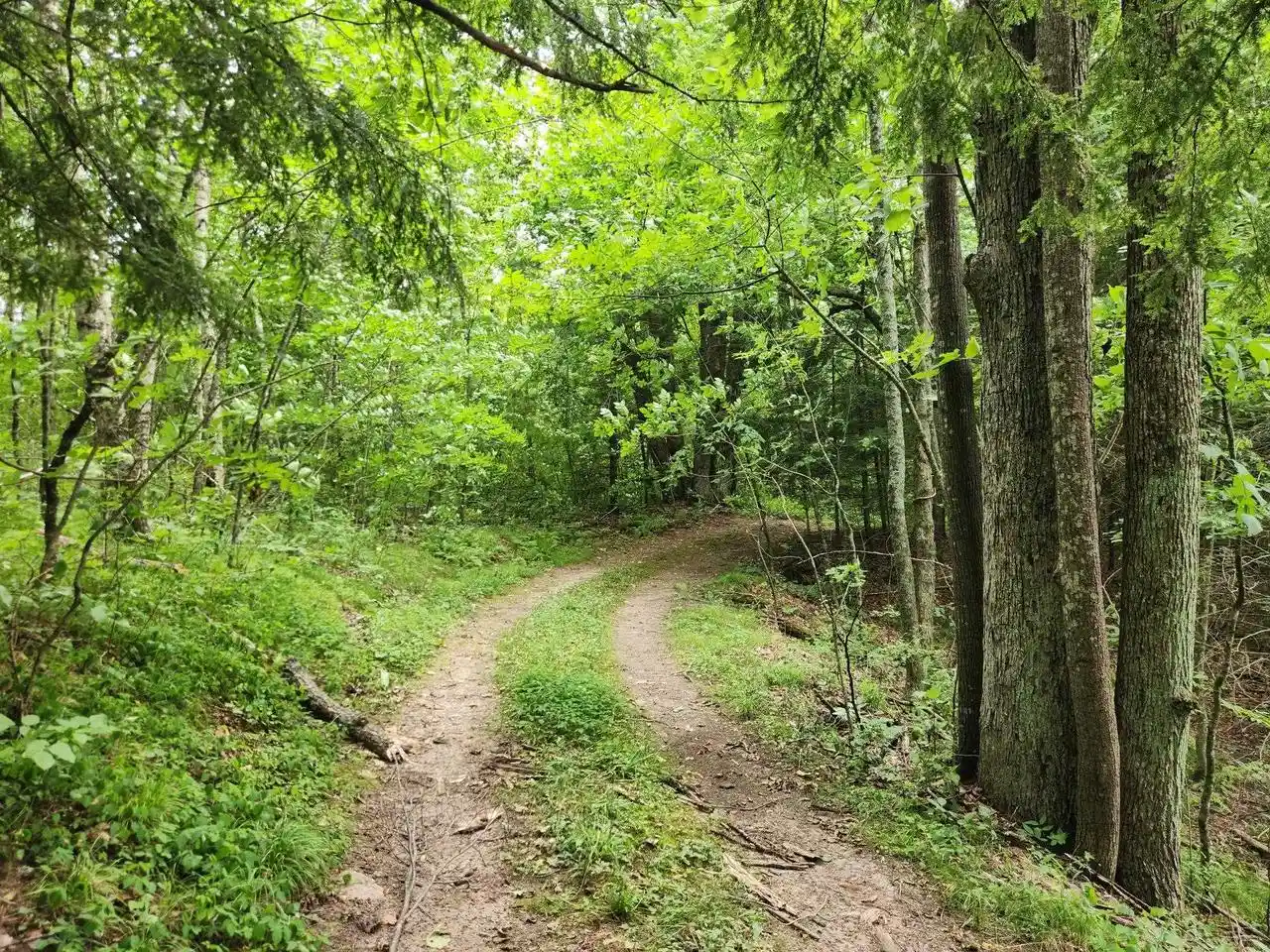 Photo 1 of Land for sale at On Yenter Lane Lane, Wittenberg, WI 54499 | MLS# 22603794 | Listing updated on 2026-08-21