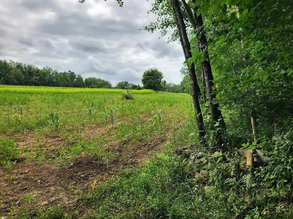 Photo 2 of Land for sale at On Yenter Lane Lane, Wittenberg, WI 54499 | MLS# 22603794 | Listing updated on 2026-08-21