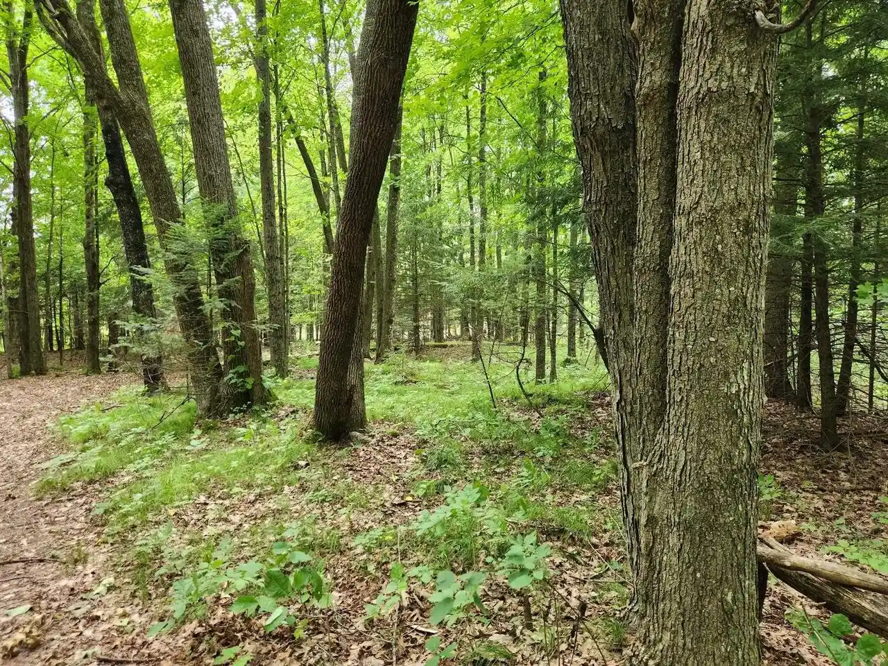 Photo 3 of Land for sale at On Yenter Lane Lane, Wittenberg, WI 54499 | MLS# 22603794 | Listing updated on 2026-08-21