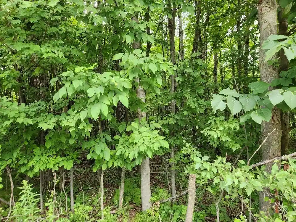 Photo 2 of Land for sale at On Dietsch Road Road, Athens, WI 54411 | MLS# 22603792 | Listing updated on 2026-09-12