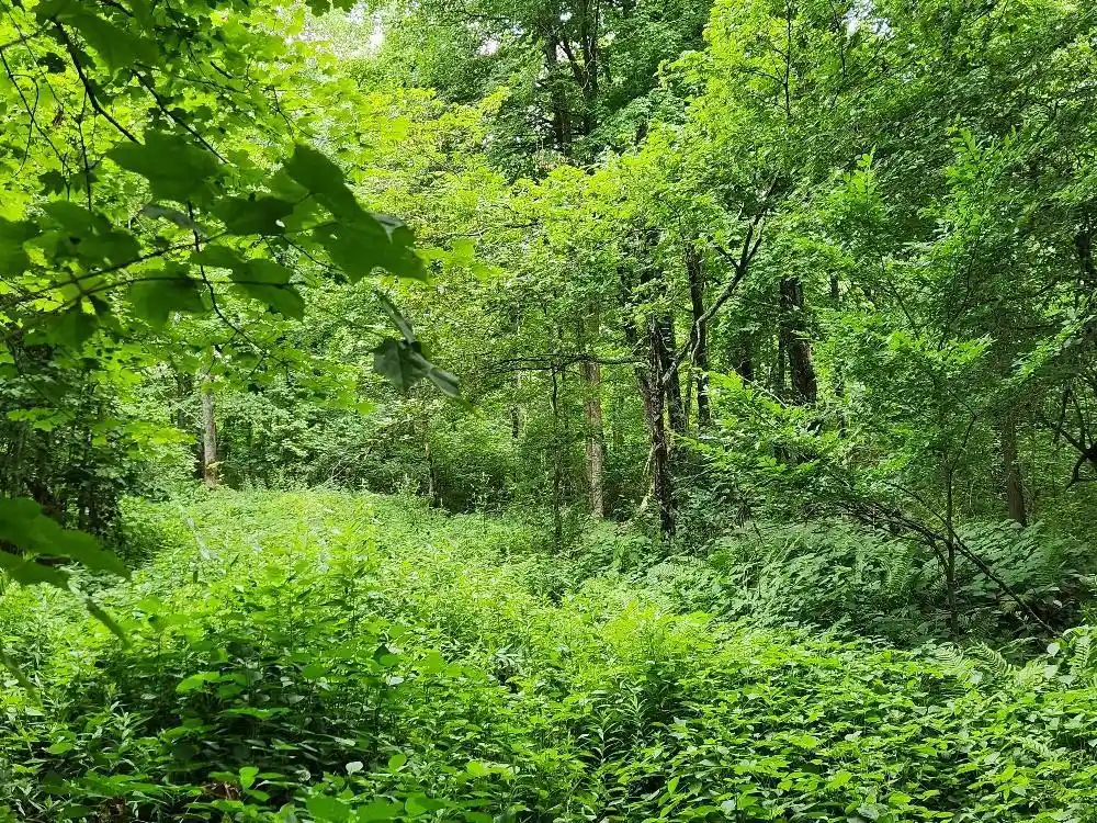 Photo 3 of Land for sale at On Dietsch Road Road, Athens, WI 54411 | MLS# 22603792 | Listing updated on 2026-09-12