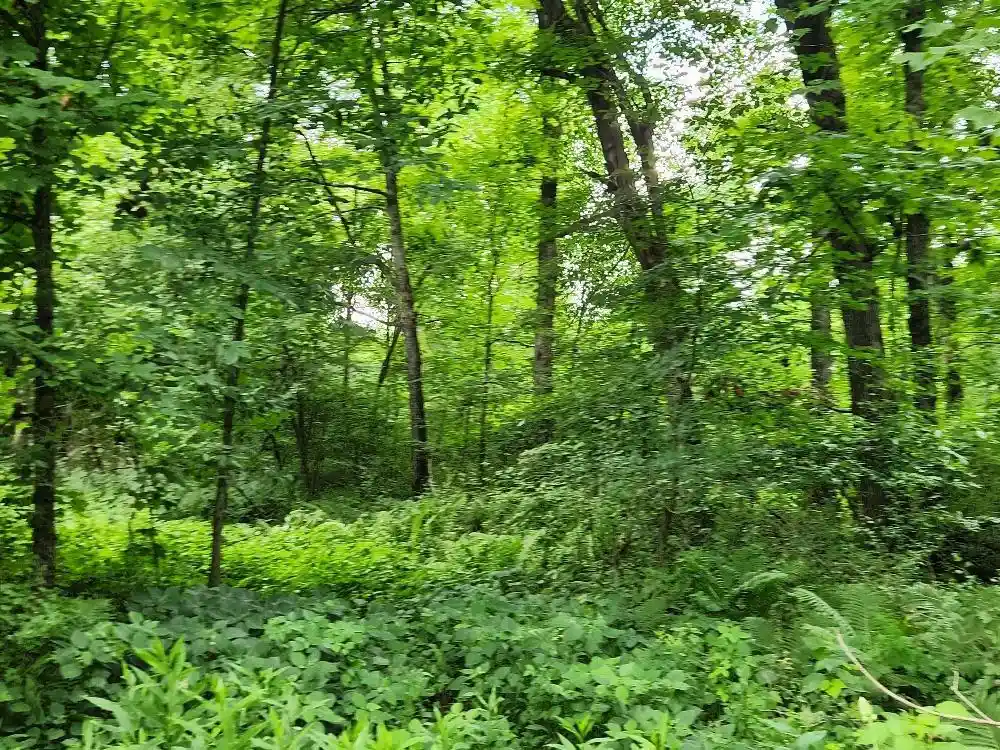 Photo 3 of Land for sale at On Dietsch Road Road, Athens, WI 54411 | MLS# 22603792 | Listing updated on 2026-09-12
