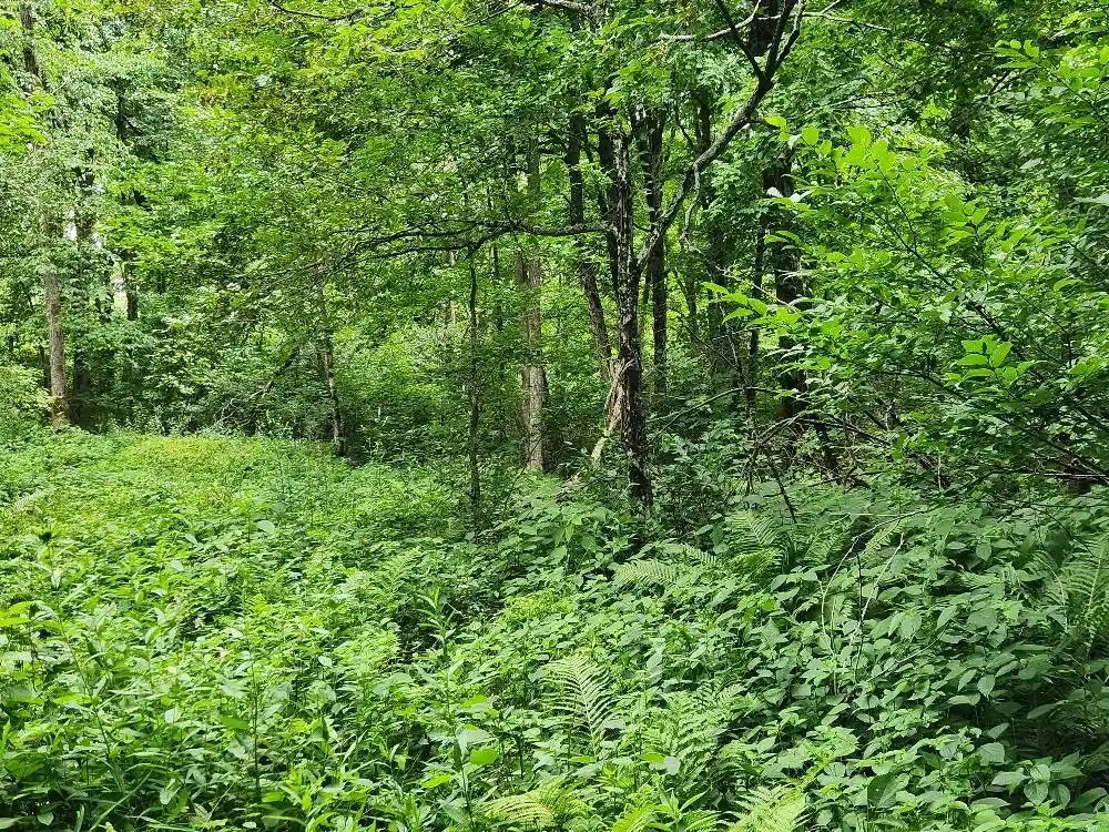 Photo 4 of Land for sale at On Dietsch Road Road, Athens, WI 54411 | MLS# 22603792 | Listing updated on 2026-09-12