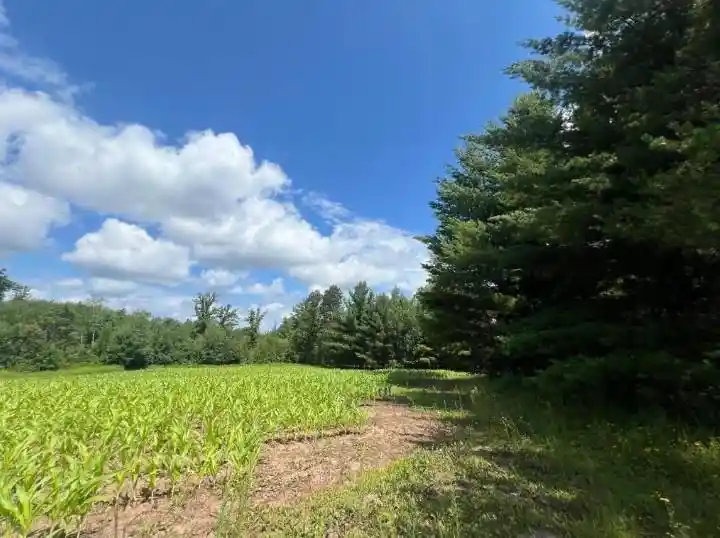 Photo 3 of Land for sale at 00000 Lily Lake Inn Road Road, Webster, WI 54893 | MLS# 1603731 | Listing updated on 2026-08-07