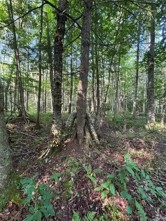 Photo 2 of Land for sale at Xx North Irish Rd, Exeland, WI 54835 | MLS# 1603966 | Listing updated on 2026-08-10