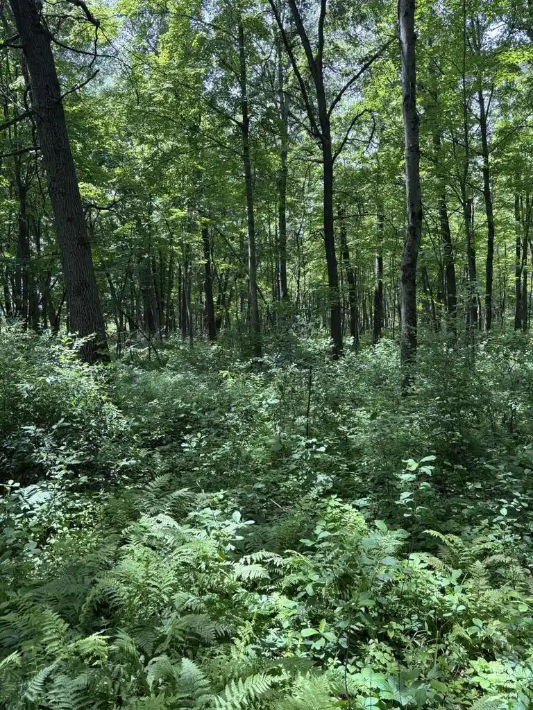 2nd image of 0 Grapevine Avenue Avenue, Tomah, WI 54660 | MLS# 1975430