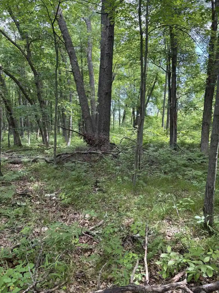 44th image of 0 Grapevine Avenue Avenue, Tomah, WI 54660 | MLS# 1975430