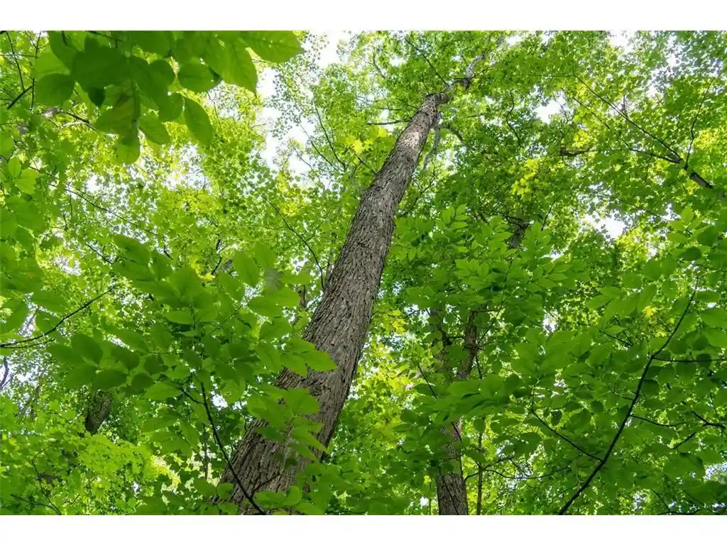 2nd image of 0 Hwy 53, Trego, WI 54888 | MLS# 7124726