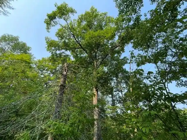 Photo 2 of Land for sale at 0 Colton Road Road, Minong, WI 54859 | MLS# 1604102 | Listing updated on 2026-08-25